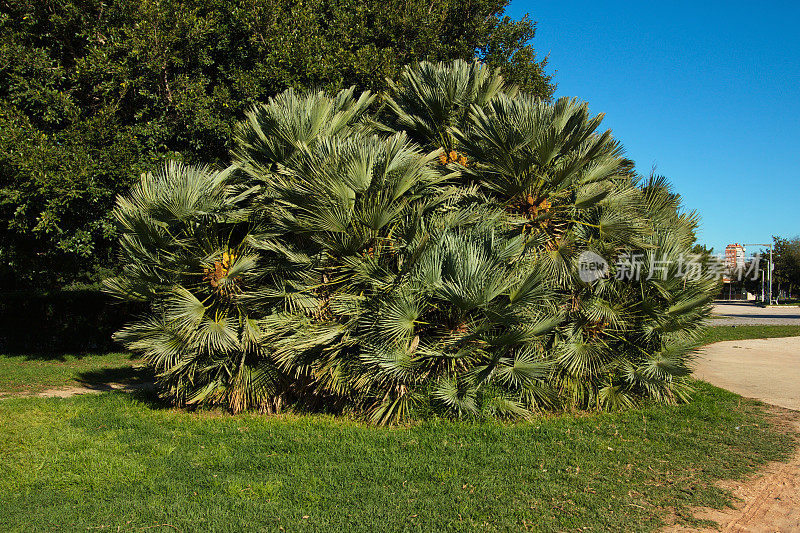 Nature in Parc del Museu de les Ciencies,Tram XV del Jardi del Turia in Valencia,Spain,Europe